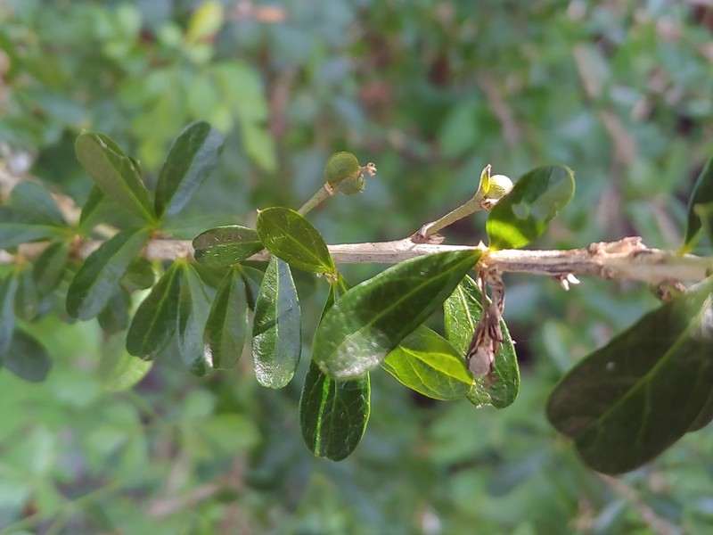 Broom Silverbush photo 5