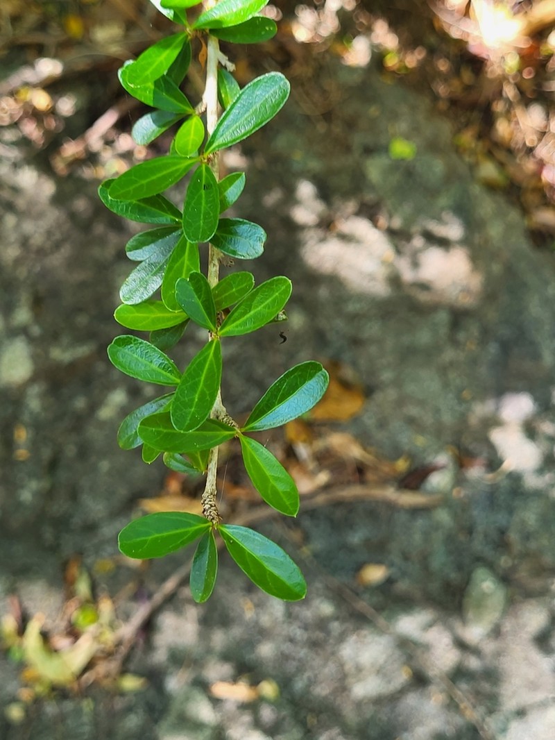 Broom Silverbush photo 6