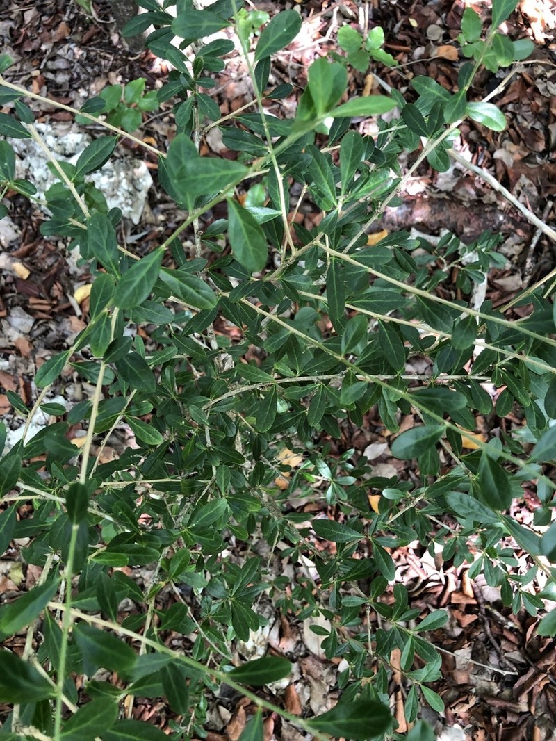 Broom Silverbush photo 7