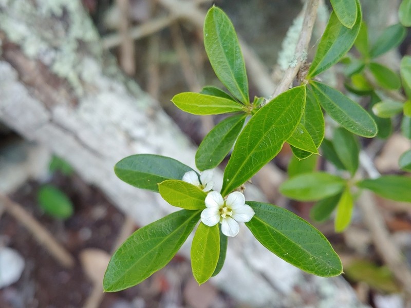 Broom Silverbush photo 8