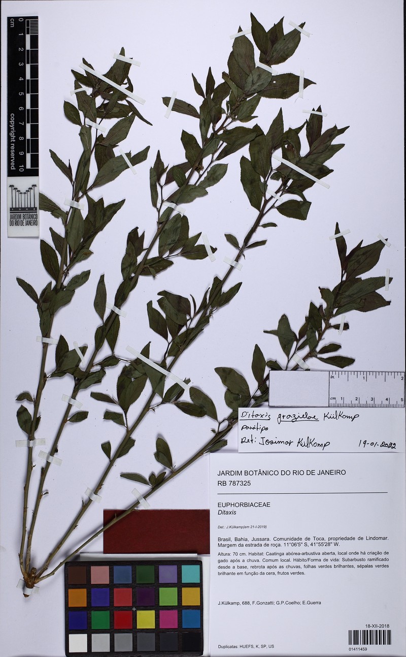 Argythamnia grazielae