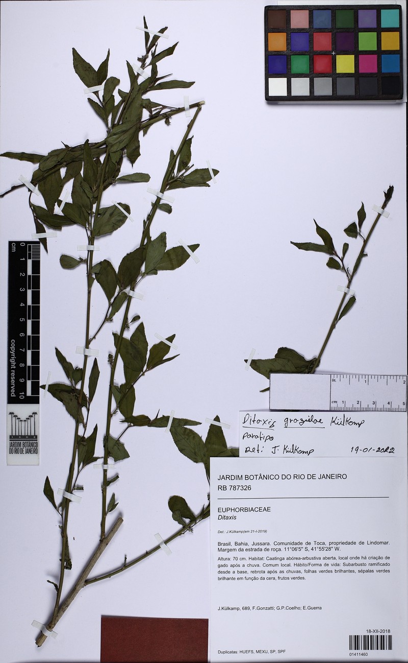 Argythamnia grazielae photo 2