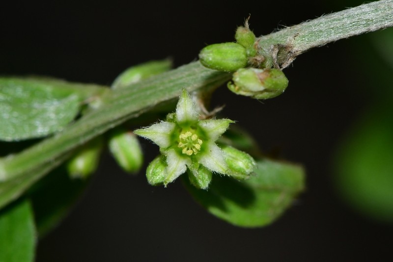 Argythamnia guatemalensis photo 2