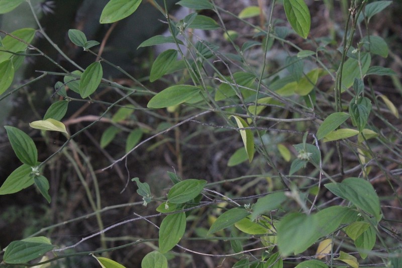 Argythamnia guatemalensis photo 7