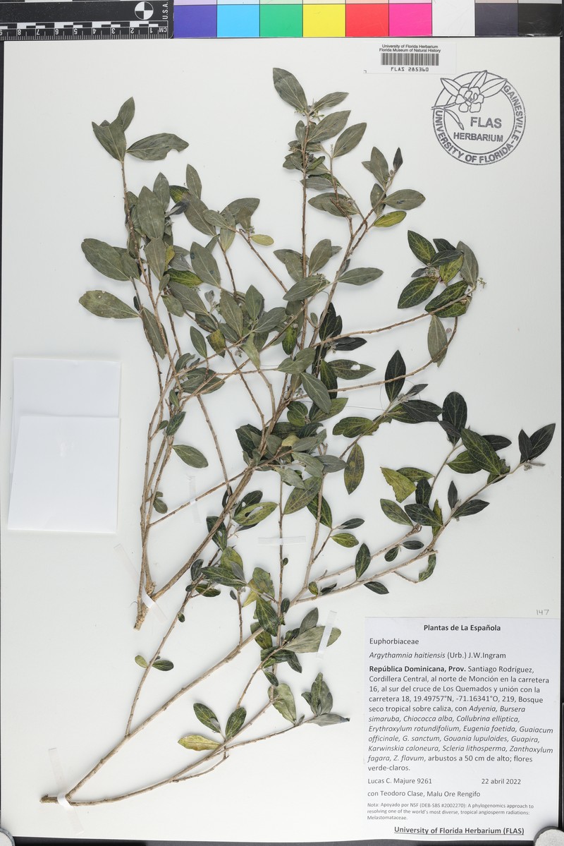 Argythamnia haitiensis