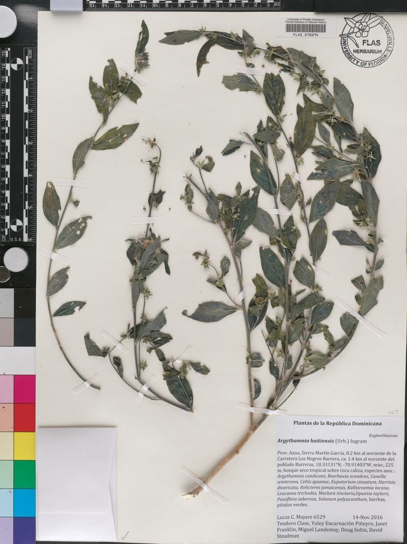 Argythamnia haitiensis photo 2