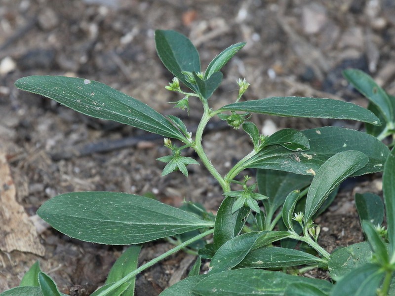 Low Silverbush photo 2