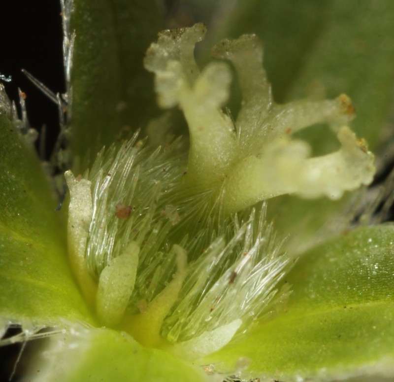 Low Silverbush photo 3