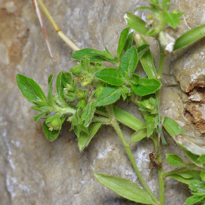 Low Silverbush photo 4