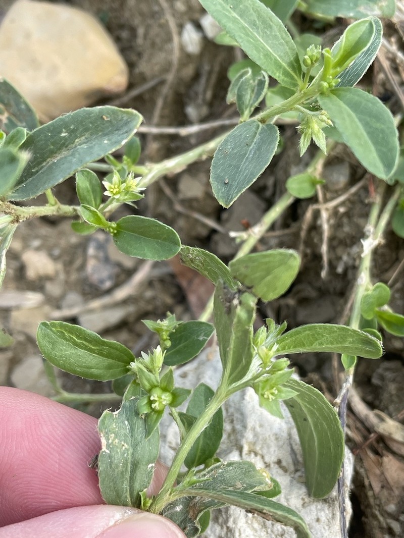 Low Silverbush photo 6