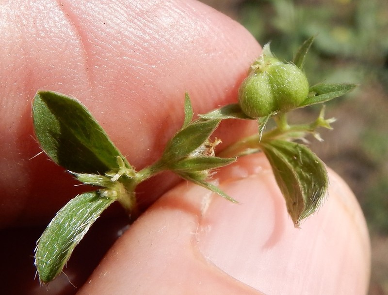 Low Silverbush photo 8