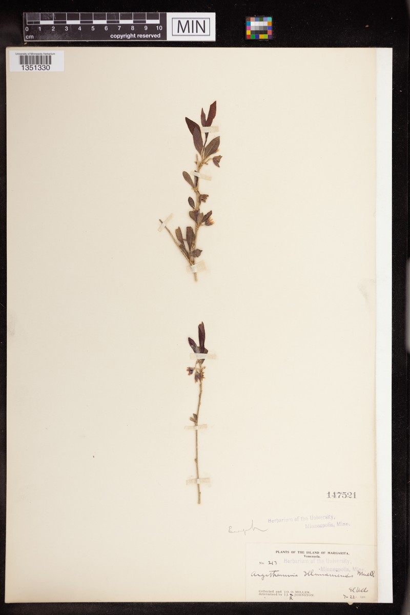 Argythamnia illimaniensis