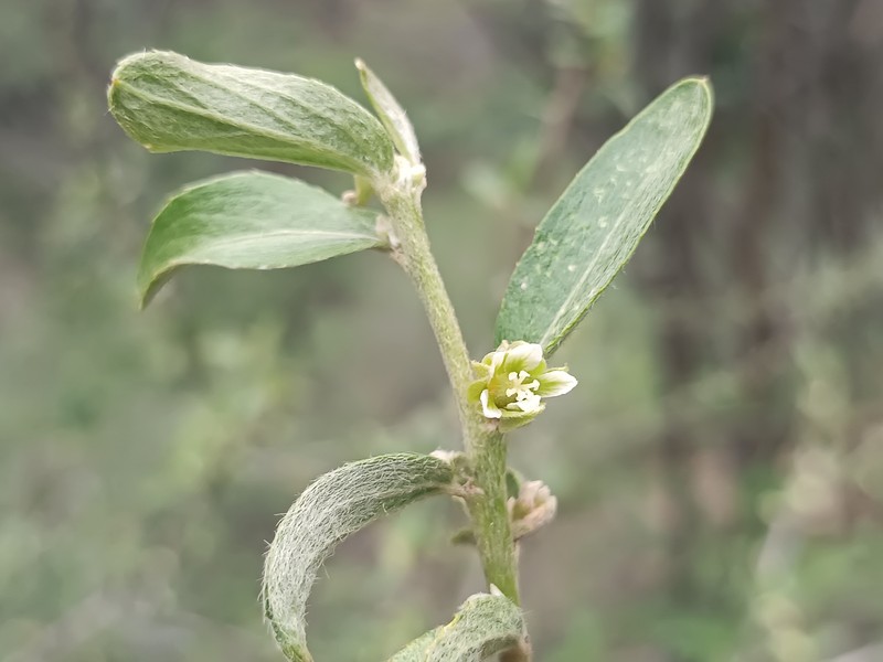 Argythamnia katharinae photo 2