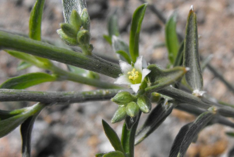 Narrowleaf Silverbush