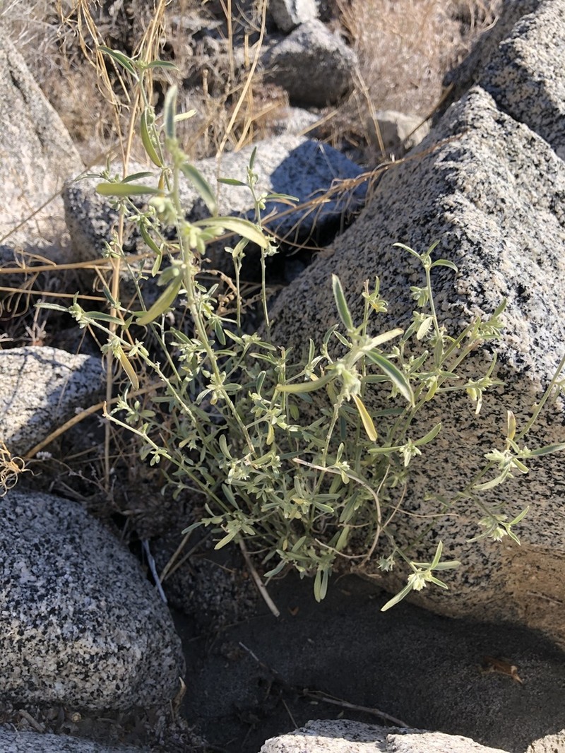 Narrowleaf Silverbush