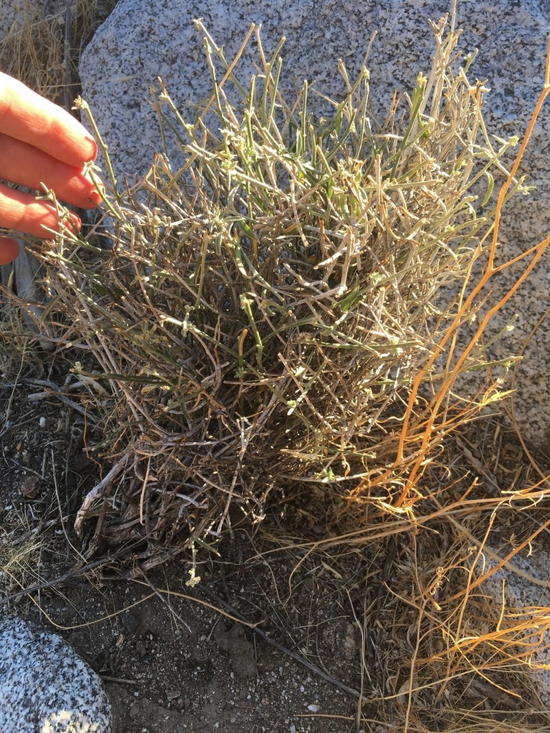 Narrowleaf Silverbush photo 2
