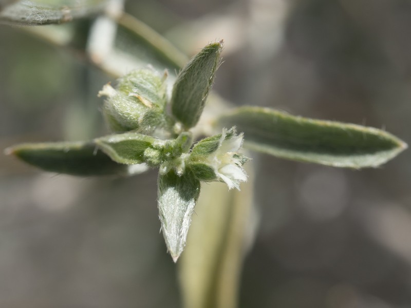 Narrowleaf Silverbush photo 3