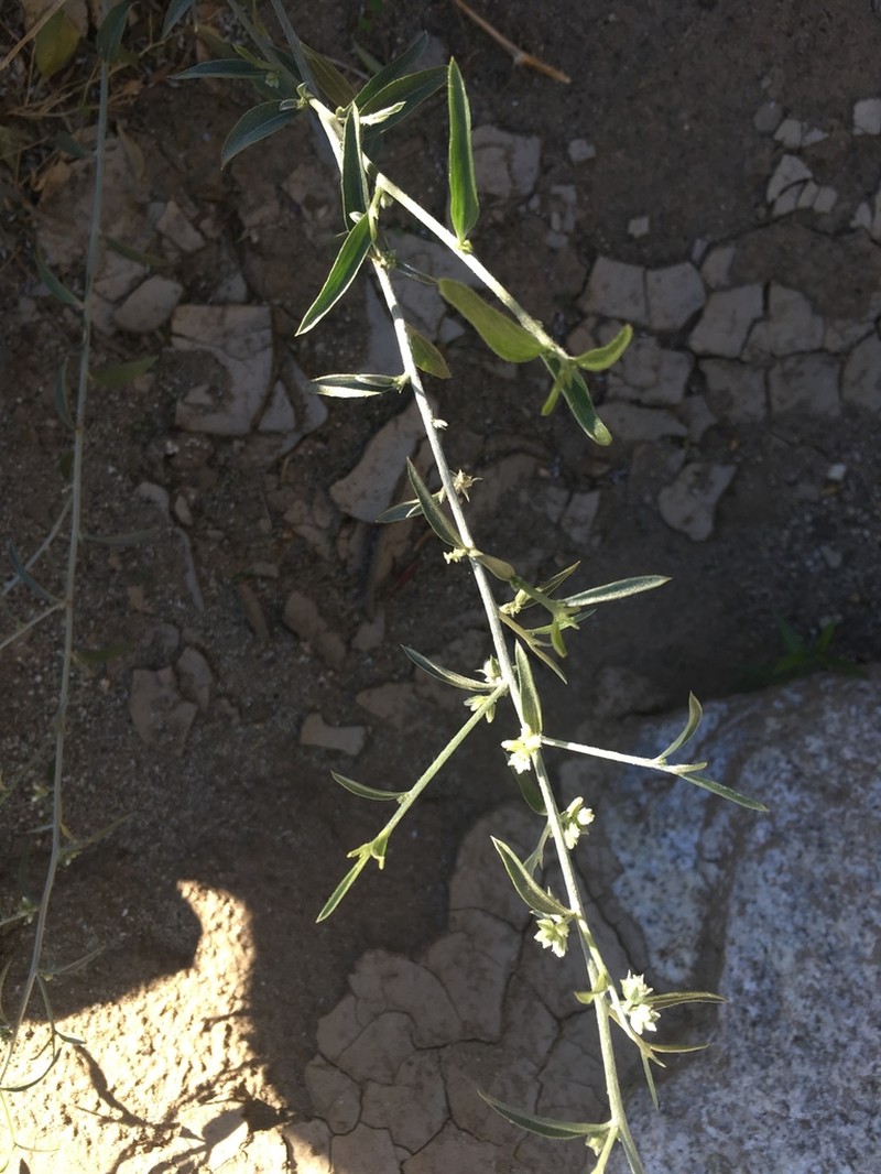 Narrowleaf Silverbush photo 4