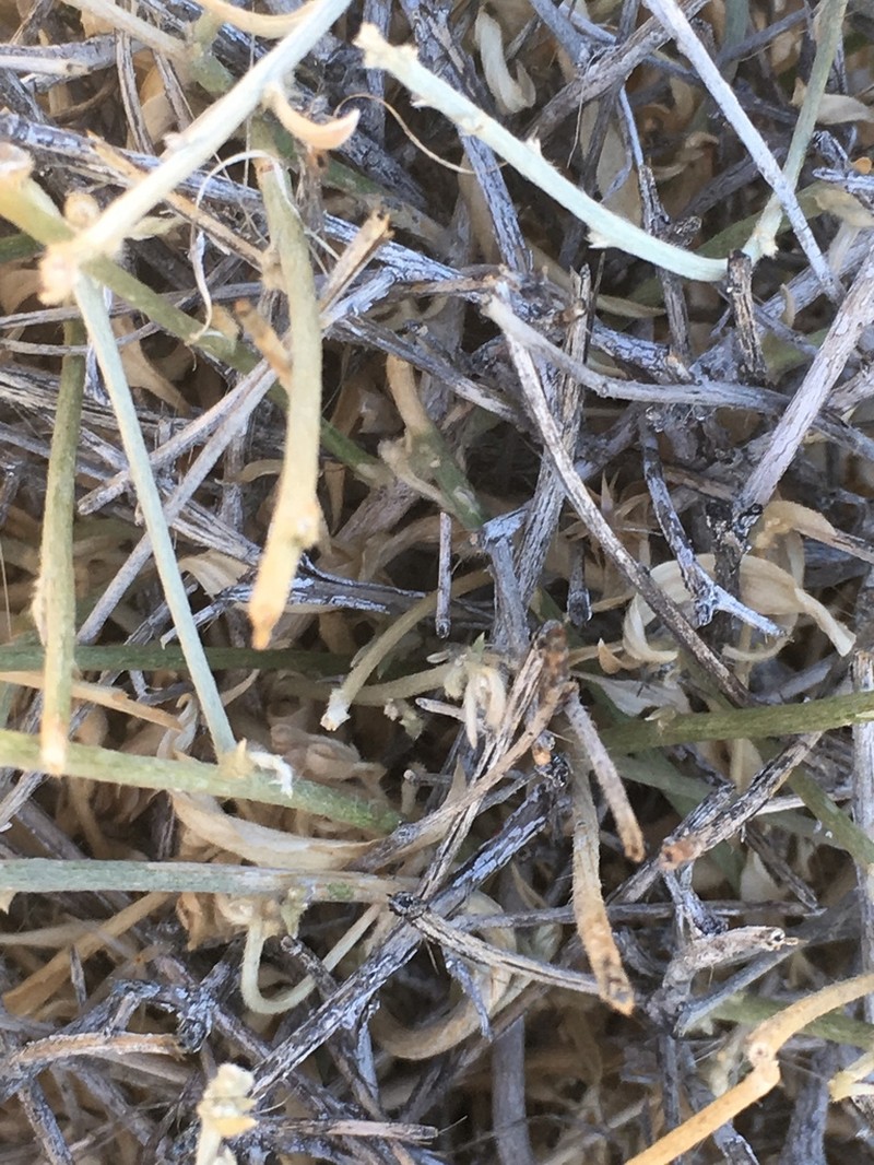 Narrowleaf Silverbush photo 5