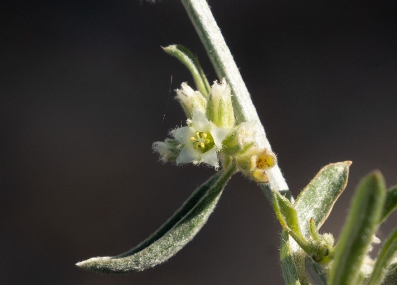 Narrowleaf Silverbush photo 6