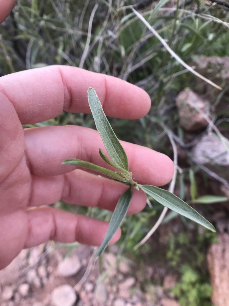 Narrowleaf Silverbush photo 7