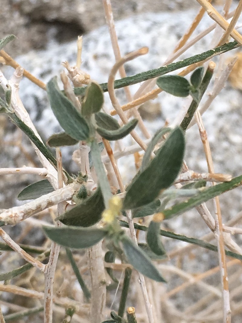 Narrowleaf Silverbush photo 8