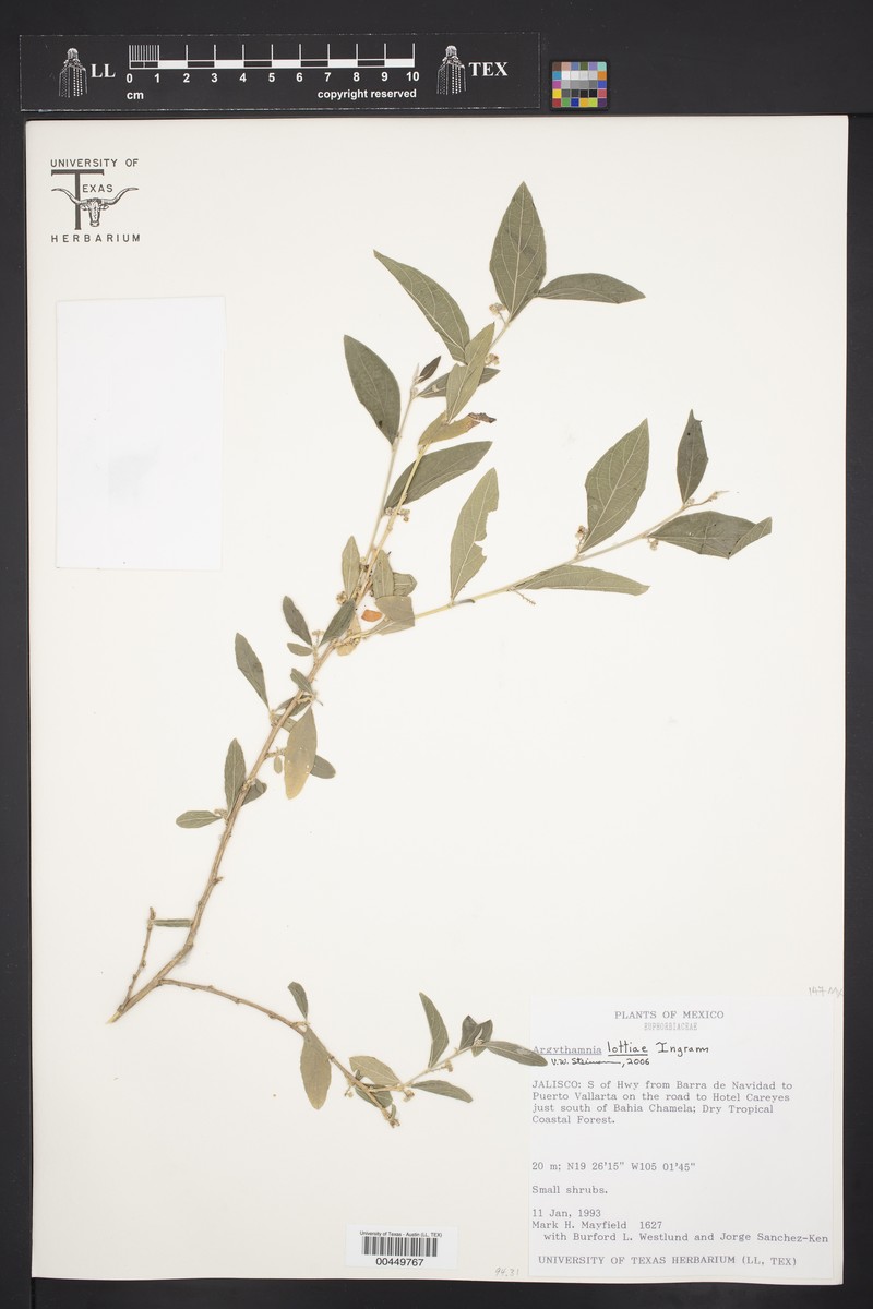 Argythamnia lottiae photo 3