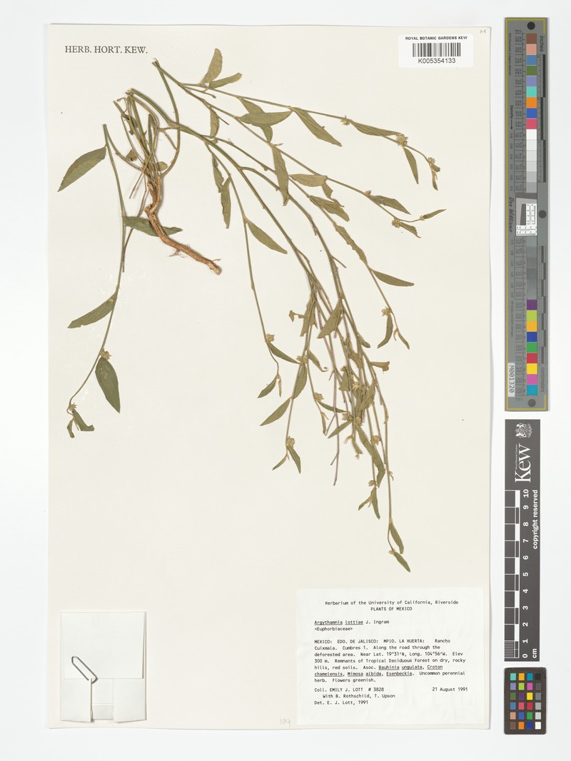 Argythamnia lottiae photo 4