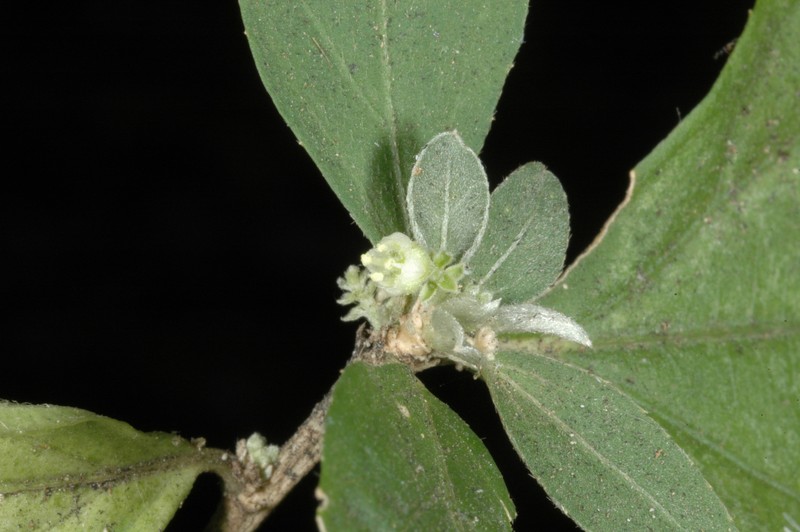 Argythamnia lottiae photo 2