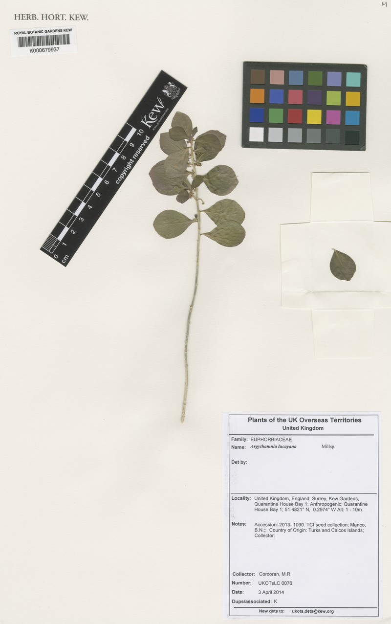 Argythamnia lucayana