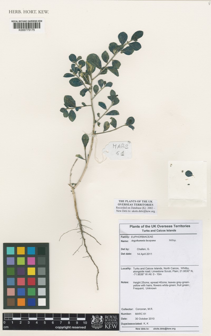 Argythamnia lucayana photo 2