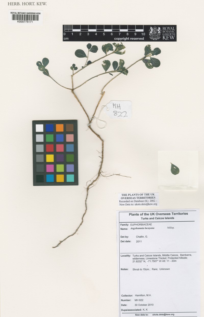 Argythamnia lucayana photo 3