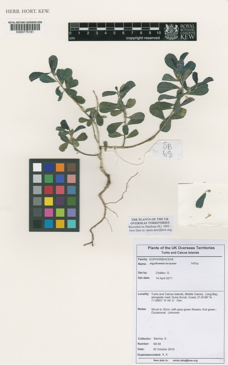 Argythamnia lucayana photo 4