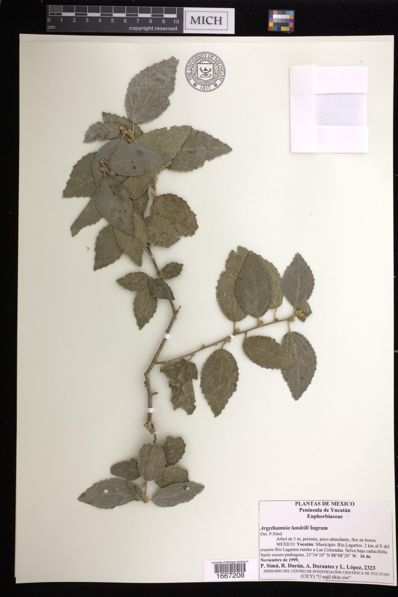 Argythamnia lundellii