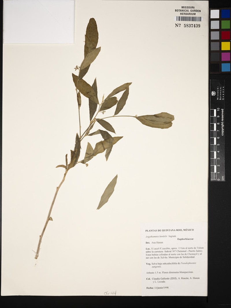 Argythamnia lundellii photo 2