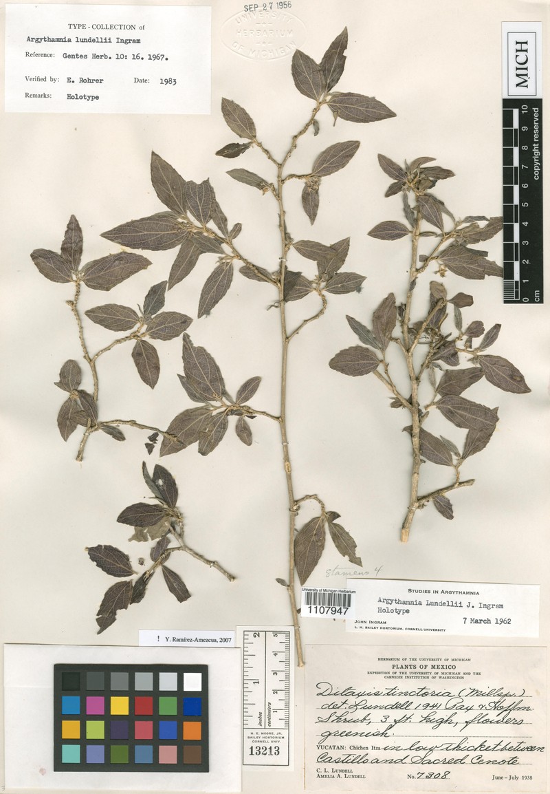 Argythamnia lundellii photo 3