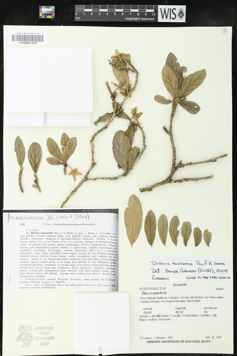 Argythamnia macrantha