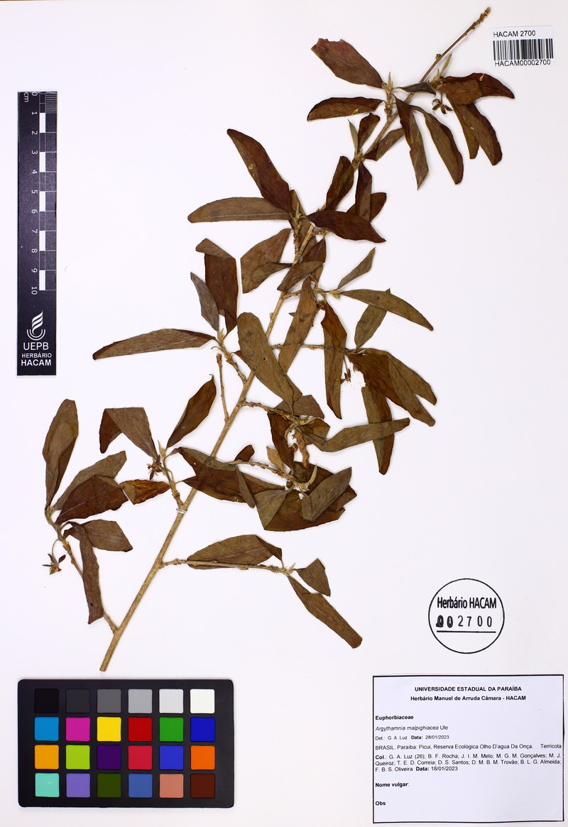 Argythamnia malpighiacea