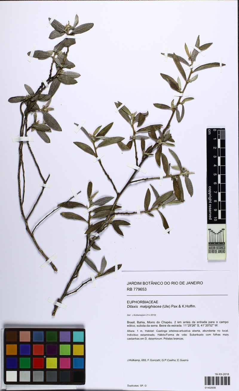Argythamnia malpighiacea photo 3
