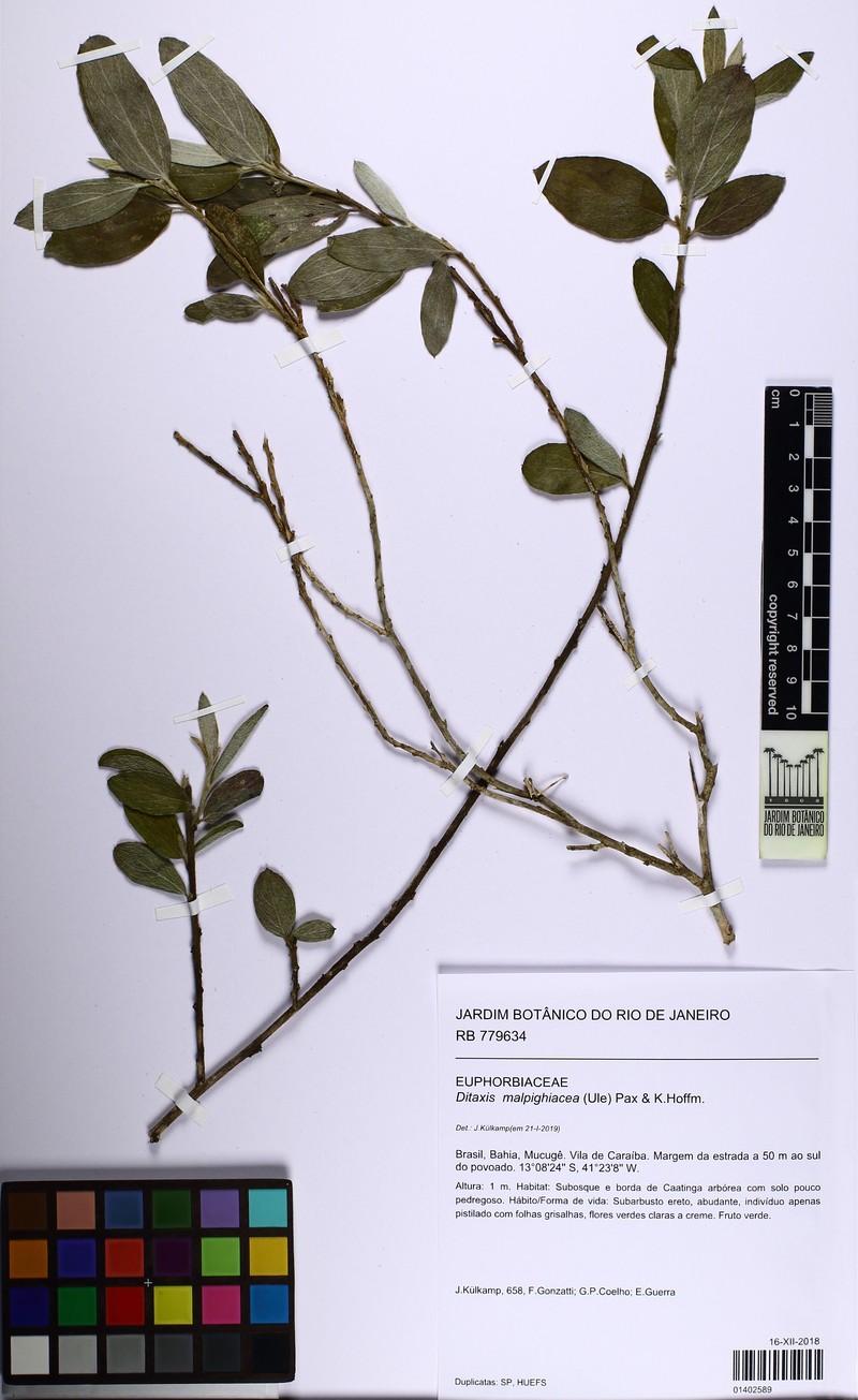 Argythamnia malpighiacea photo 4