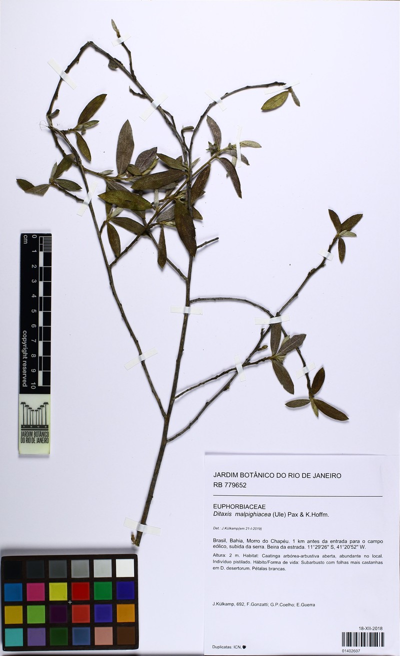 Argythamnia malpighiacea photo 5