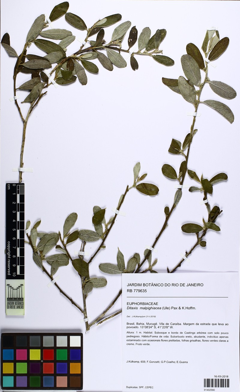 Argythamnia malpighiacea photo 6