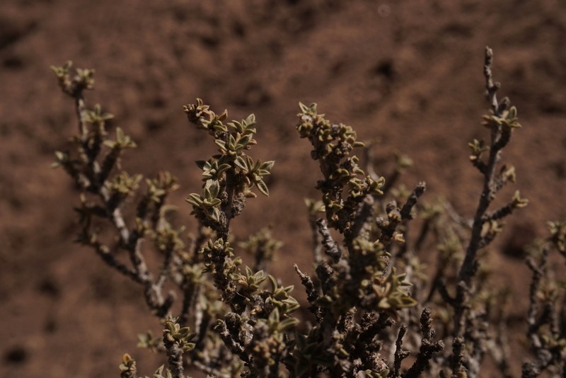 Argythamnia malpighipila photo 2