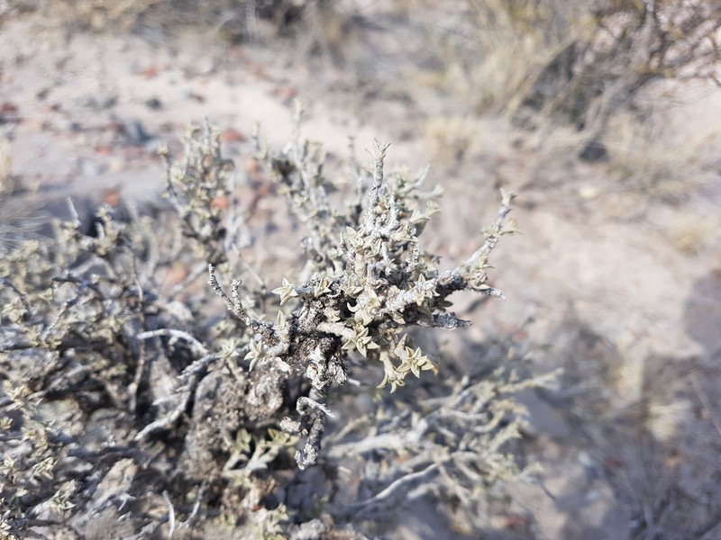 Argythamnia malpighipila photo 8
