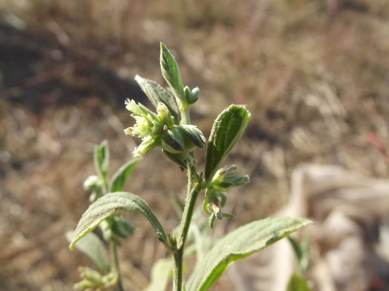 Argythamnia manzanilloana photo 6