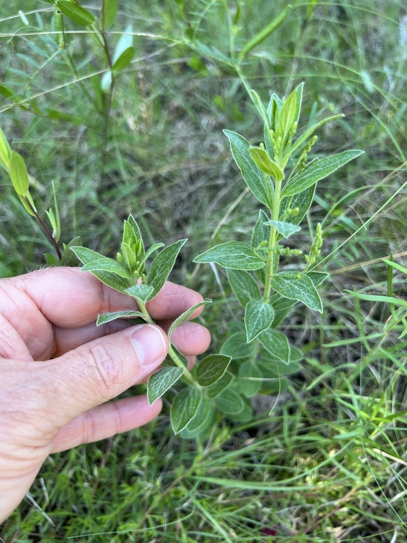 Tall Silverbush
