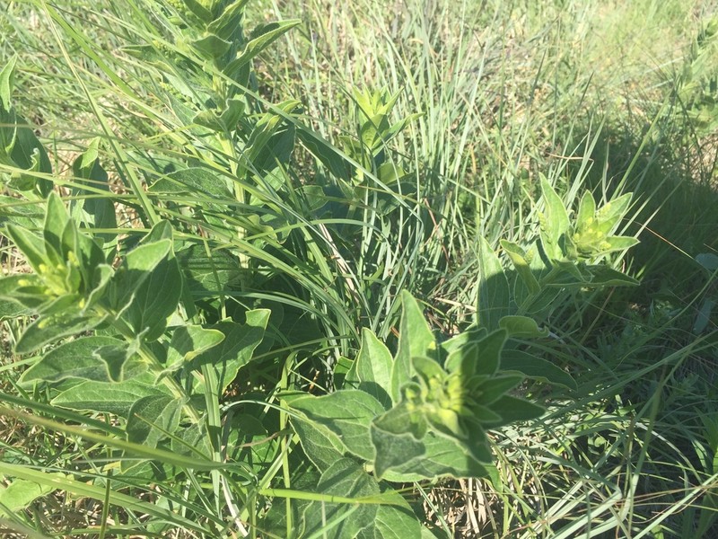 Tall Silverbush photo 2