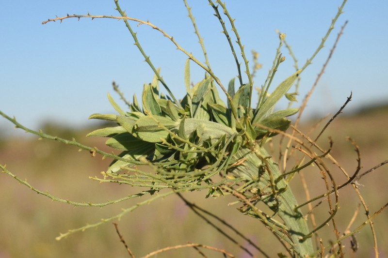 Tall Silverbush photo 4