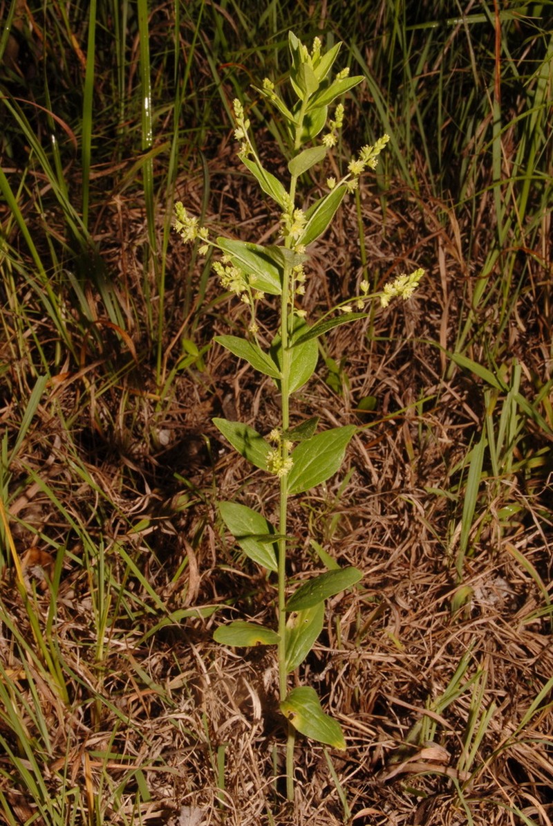 Tall Silverbush photo 5