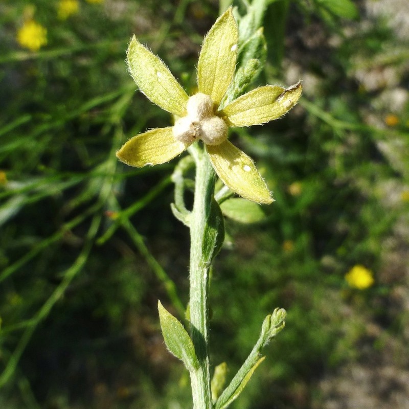 Tall Silverbush photo 8